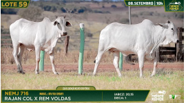 Lote 59