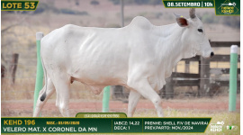 Lote 53