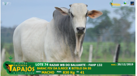 Lote 74