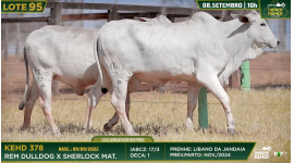 Lote 95