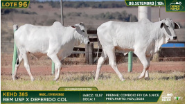 Lote 96