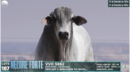 Lote 107