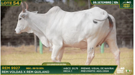 Lote 54