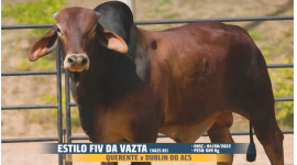 Lote 02