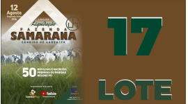 Lote 17