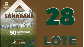 Lote 28