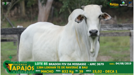 Lote 85