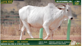 Lote 44