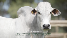Lote 25 - RIMA GNPA6660
