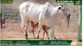 Lote 68