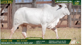 Lote 86