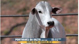 Lote 47