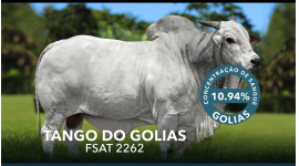 Lote 275 - TANGO DO GOLIAS