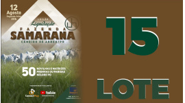 Lote 15