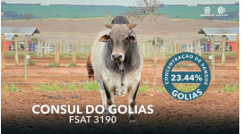 Lote 764 - CONSUL DO GOLIAS