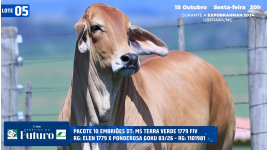 Lote 05