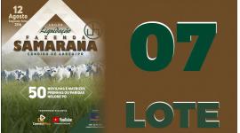 Lote 7