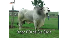 Lote 916 - BINGO POI S. SILVA