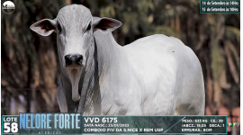 Lote 58