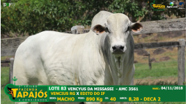 Lote 83