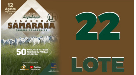 Lote 22