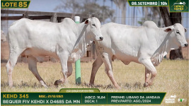 Lote 85