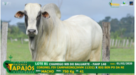 Lote 81