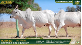 Lote 55