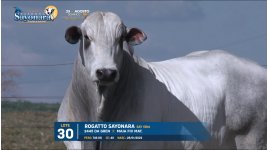 Lote 30