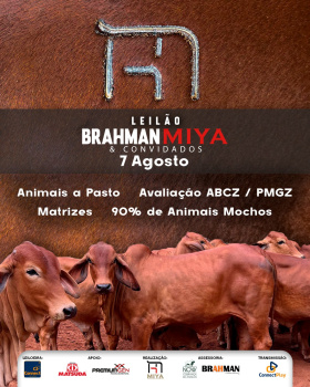 Leilão Brahman Miya & Convidados - Fêmeas