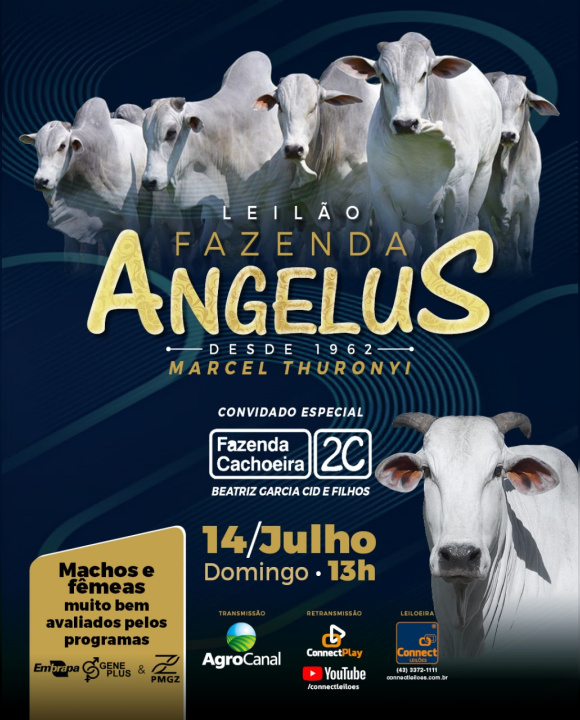 Leilão Fazenda Angelus