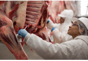 Em 2024 produção de carne Bovina no Brasil deve ter aumento de 7,3% em comparação a 2023